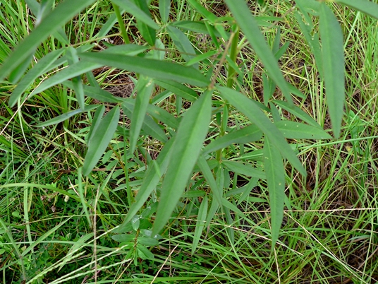 {Crotalaria lanceolata}